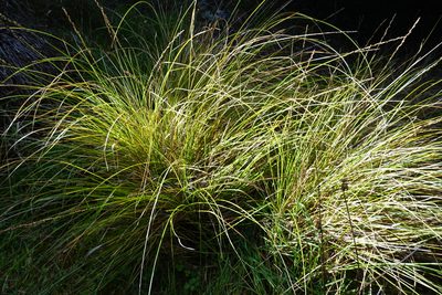 Carex rafflesiana, photographed by Alice Shanks