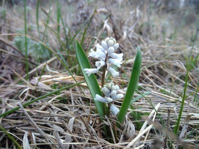 Hyacinthella leucophaea, photographed by Valerii Darmostuk