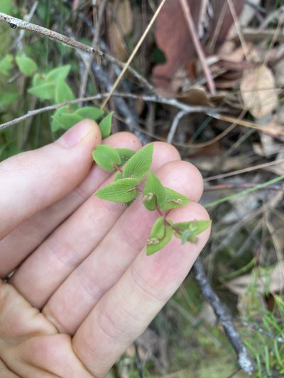 Leucopogon amplexicaulis, photographed by Thomas Mesaglio
