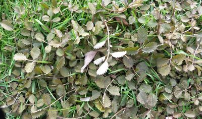 Argentina anserinoides, photographed by Colin Meurk