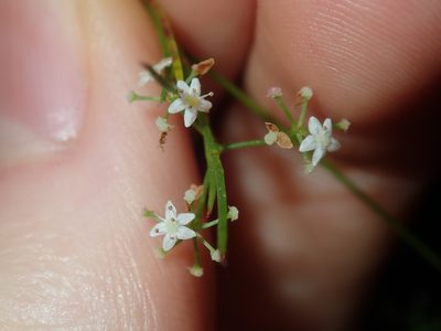 Platysace linearifolia, photographed by Thomas Mesaglio