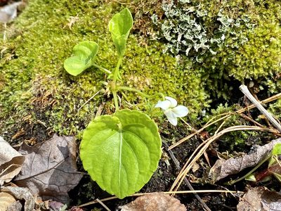 Viola macloskeyi, photographed by Jason K.