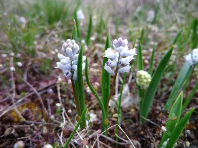 Hyacinthella leucophaea, photographed by Valerii Darmostuk