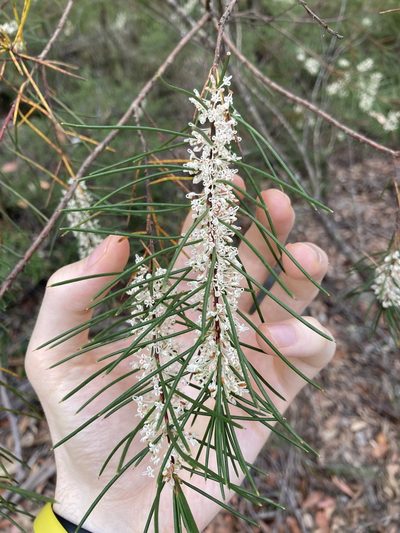 Hakea propinqua, photographed by Thomas Mesaglio