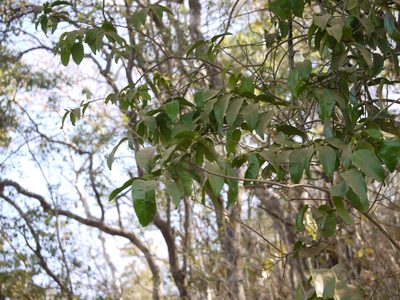 Olax imbricata, photographed by Dinesh Valke