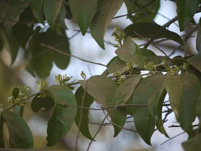 Olax imbricata, photographed by Dinesh Valke