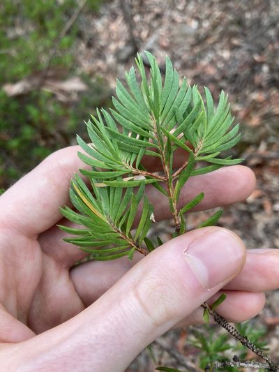 Darwinia procera, photographed by Thomas Mesaglio