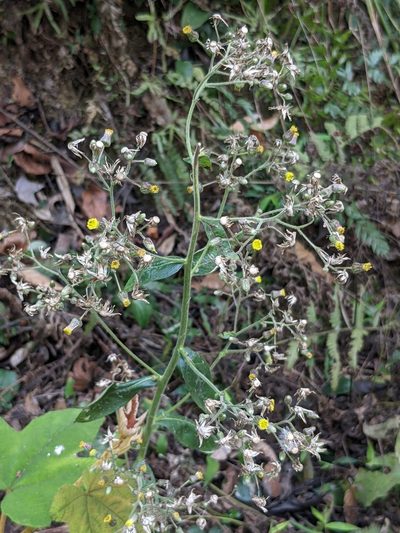 Inula cappa, photographed by portioid