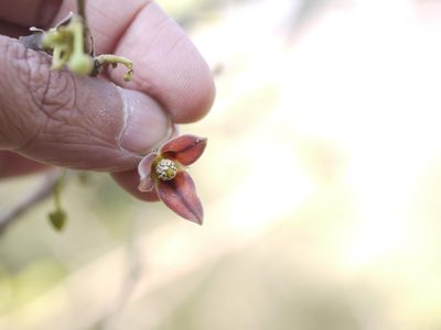 Miliusa tomentosa, photographed by Dinesh Valke