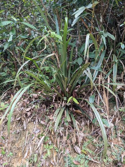 Pandanus austrosinensis, photographed by portioid