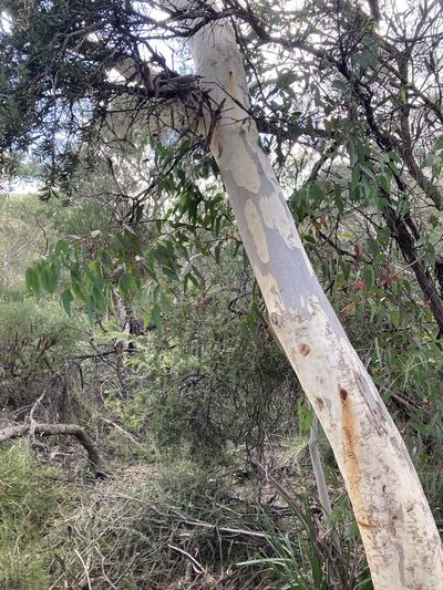 Eucalyptus haemastoma, photographed by Thomas Mesaglio