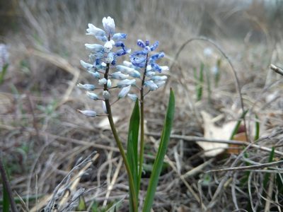 Hyacinthella leucophaea, photographed by Valerii Darmostuk