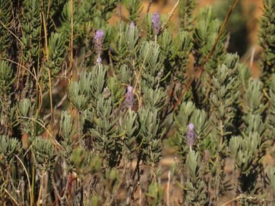 Lavandula dentata, photographed by Jeremy Gilmore