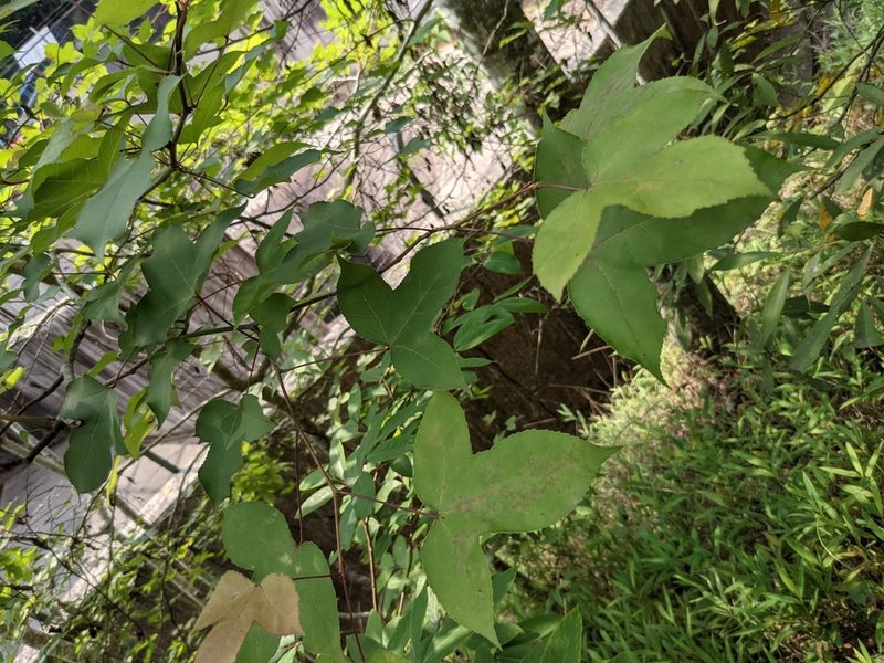 Liquidambar formosana, photographed by portioid
