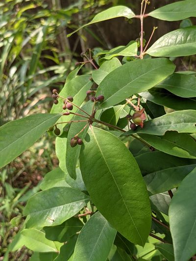 Cratoxylum cochinchinense, photographed by portioid