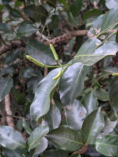 Gnetum luofuense, photographed by portioid