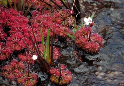 Drosera kaieteurensis, photographed by Paul Prior