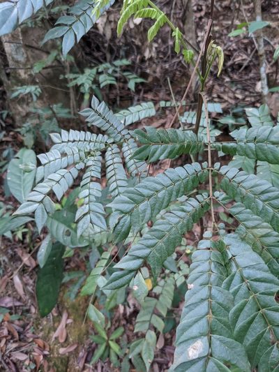 Archidendron clypearia, photographed by portioid