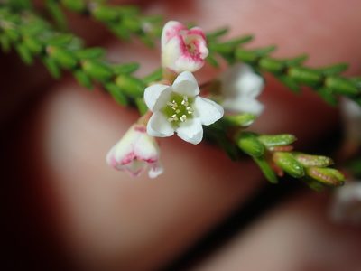 Micromyrtus ciliata, photographed by Thomas Mesaglio