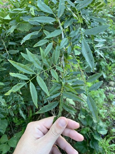 Lonchocarpus nitidus, photographed by Leonel Roget