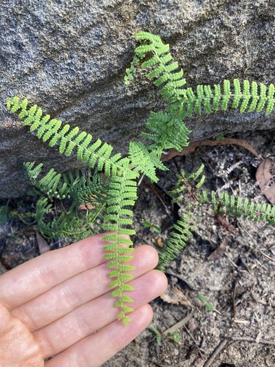 Gleichenia rupestris, photographed by Thomas Mesaglio