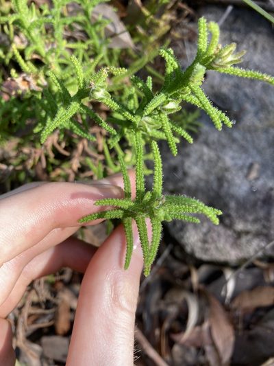 Chloanthes stoechadis, photographed by Thomas Mesaglio