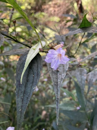 Strobilanthes anisophylla, photographed by Thomas Mesaglio