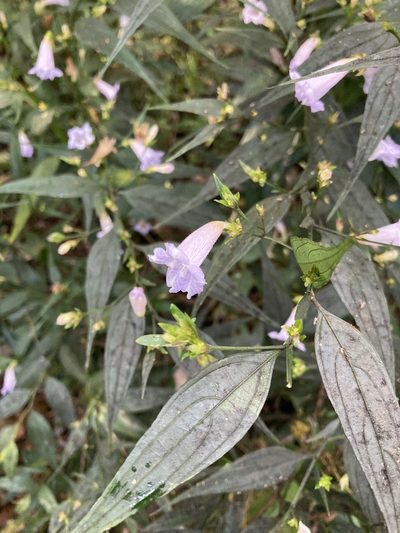 Strobilanthes anisophylla, photographed by Thomas Mesaglio