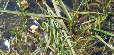 Ranunculus aquatilis, photographed by AnnieT39