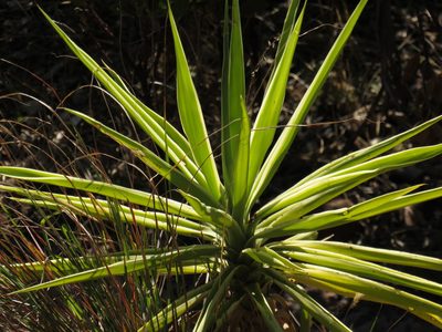 Yucca gigantea, photographed by Jeremy Gilmore