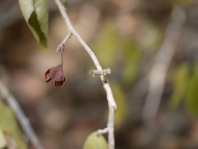 Gymnosporia puberula, photographed by Dinesh Valke
