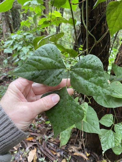 Rhynchosia acuminatissima, photographed by Greg Tasney