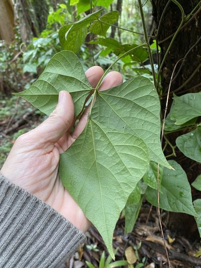 Rhynchosia acuminatissima, photographed by Greg Tasney