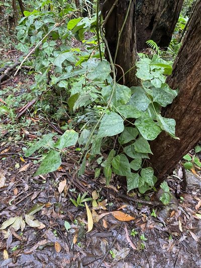 Rhynchosia acuminatissima, photographed by Greg Tasney
