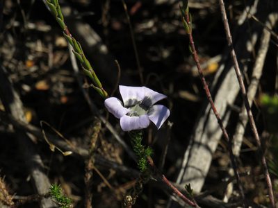 Roella ciliata, photographed by Jeremy Gilmore