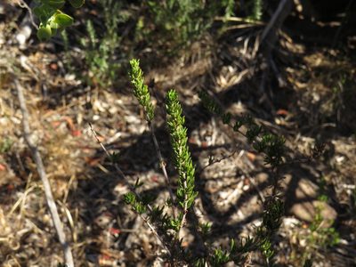 Anthospermum aethiopicum, photographed by Jeremy Gilmore