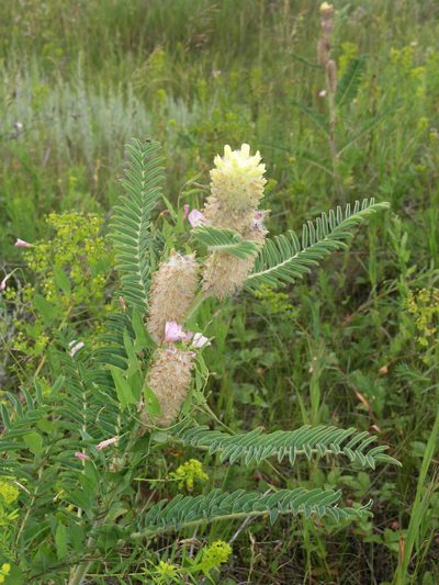 Astragalus alopecurus, photographed by Oleg Kosterin