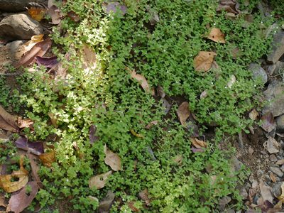 Hygrophila serpyllum, photographed by Dinesh Valke