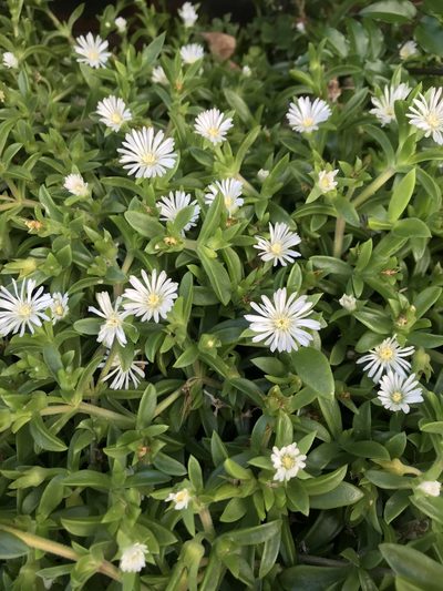 Delosperma lineare, photographed by Presha Soogrim
