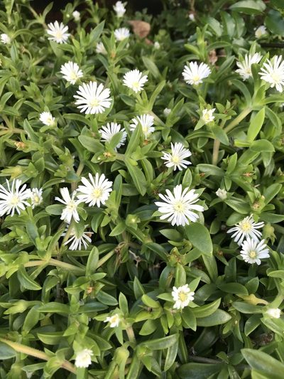 Delosperma lineare, photographed by Presha Soogrim