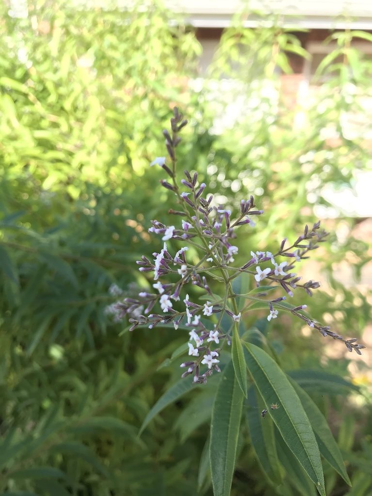 Aloysia citrodora, photographed by Presha Soogrim