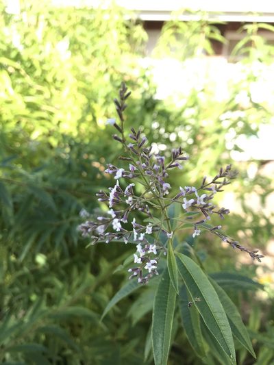 Aloysia citrodora, photographed by Presha Soogrim