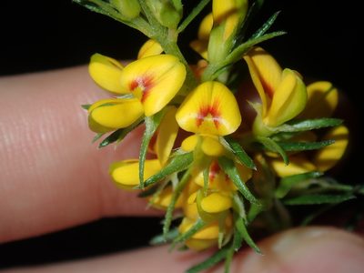 Phyllota phylicoides, photographed by Thomas Mesaglio
