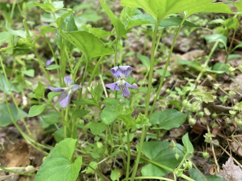 Viola affinis, photographed by tkr421