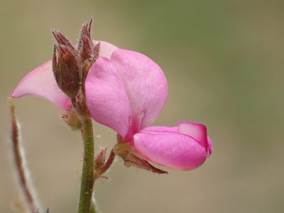 Desmodium scorpiurus, photographed by 葉子