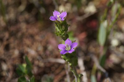 Legousia hybrida, photographed by Sergey Cherkasov