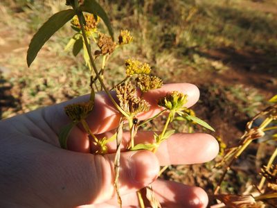 Flaveria bidentis, photographed by Matthew Fainman
