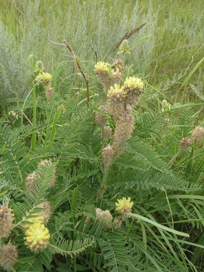 Astragalus alopecurus, photographed by Oleg Kosterin