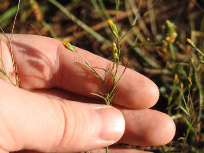 Schkuhria pinnata, photographed by Matthew Fainman