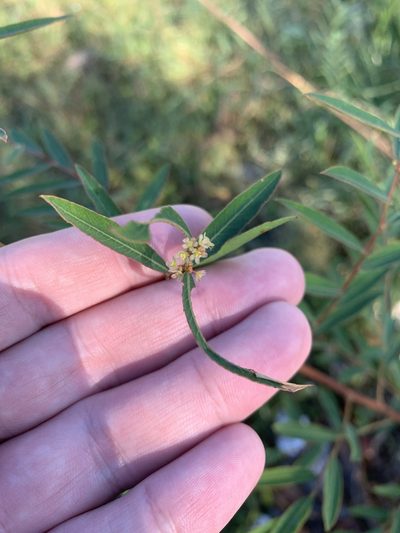 Phyllanthus sellowianus, photographed by Leonel Roget